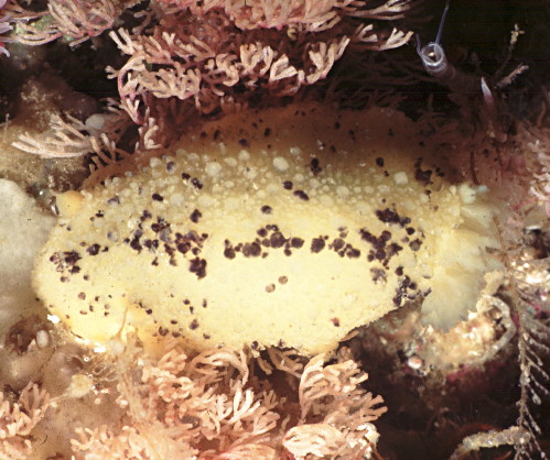 Archidoris montereyensis